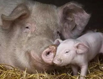 泔水不讓喂豬，舉報(bào)還有獎(jiǎng)，拿什么拯救你？